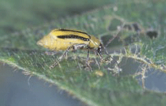 Western Corn Rootworm