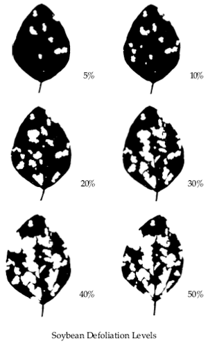 Soybean Defoliation Levels