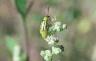 Western Corn Rootworm