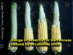 Range in severity for barrenness caused by scrambled silks