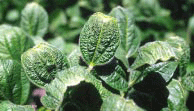 Soybean leaves