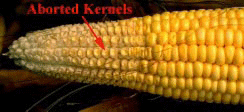 Aborted Kernels