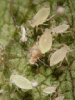 Soybean Aphids