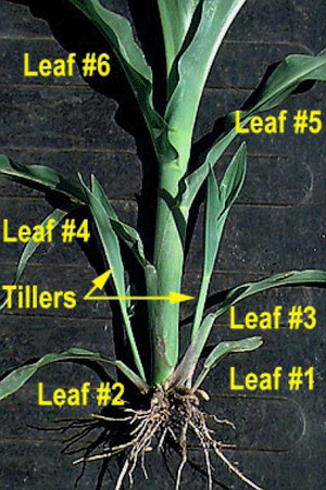 Leaf Stages