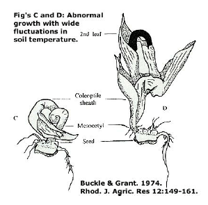 Fig's C and D: Abnormal growth with wide fluctuations in soil temperature.