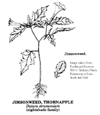 Jimsonweed