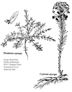 Prostrate spurge