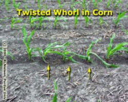 Twisted Whorl in Corn