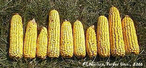 corn