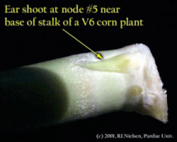 Ear shoot at node #5 near base of stalk of a V6 corn plant