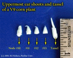 Uppermost ear shoots and tassel of a V9 corn plant