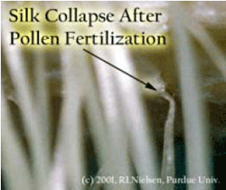 Silk Collapse After Pollen Fertilization