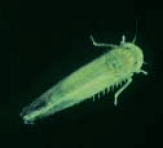 Potato leafhopper adult