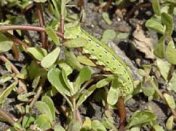 Hornworm