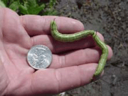 Hornworm