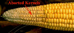 Aborted Kernels