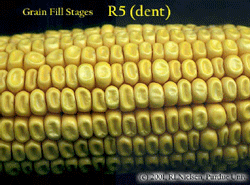 R5 (dent)