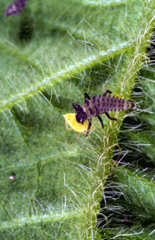 Lady beetle larva