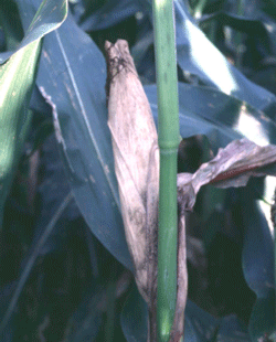 Diplodia ear rot