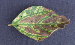 SDS symptoms on leaf