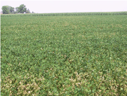 SDS symptoms in field