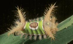 Saddleback Caterpillar