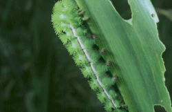 Io moth caterpillar