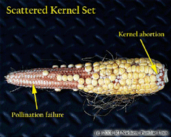 Scattered Kernel Set