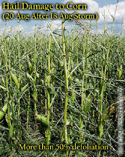 Hail Damage to Corn