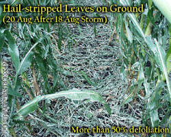 Hail stripped Leaves on Ground