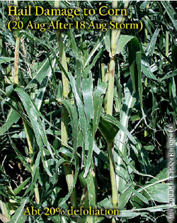 Hail Damage to Corn