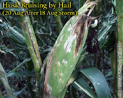 Husk Bruising by Hail