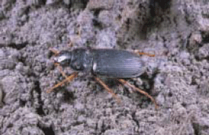 Ground Beetle