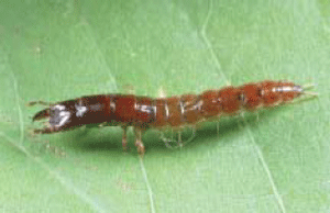 Ground Beetle Larva