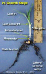 V1 Growth Stage