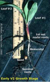 Early V2 Growth Stage