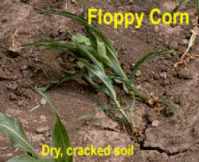 Floppy Corn