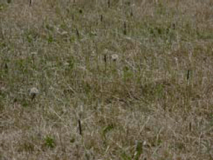 Armyworm on blades of grass