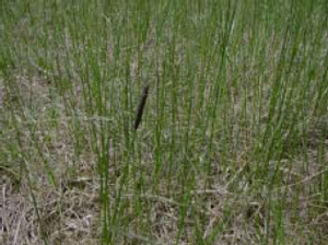 Armyworm on leaf-less stem