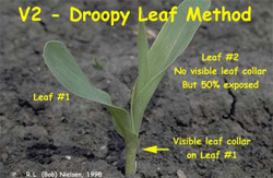 V2- Droopy Leaf Method