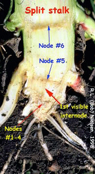 Split Stalk