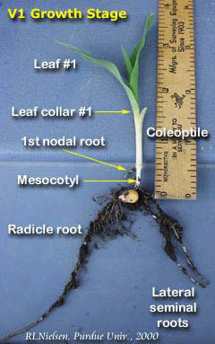 V1 Growth Stage