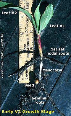 Early V2 Growth Stage