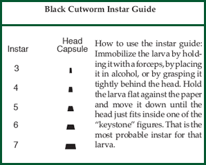 Black Cutworm Instar Guide