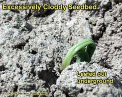 Excessively Cloddy Seedbed