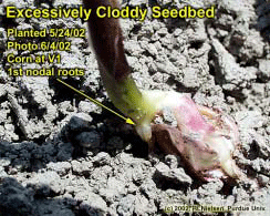 Excessively Cloddy Seedbed