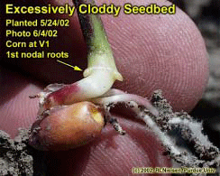 Excessively Cloddy Seedbed