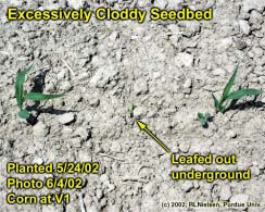 Excessively Cloddy Seedbed