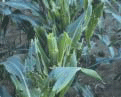 Damaged Corn Whorl