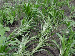 Corn lodging damage